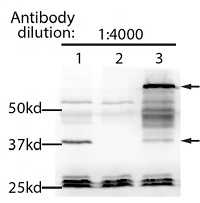 HDT3 | Histone deacetylase HDT3 in the group Antibodies Plant/Algal / DNA/RNA/Cell Cycle / Nuclear signaling at Agrisera AB (Antibodies for research) (AS16 3968)